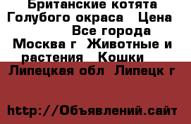 Британские котята Голубого окраса › Цена ­ 8 000 - Все города, Москва г. Животные и растения » Кошки   . Липецкая обл.,Липецк г.